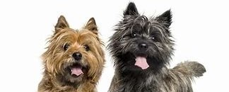 happy cairn terriers
