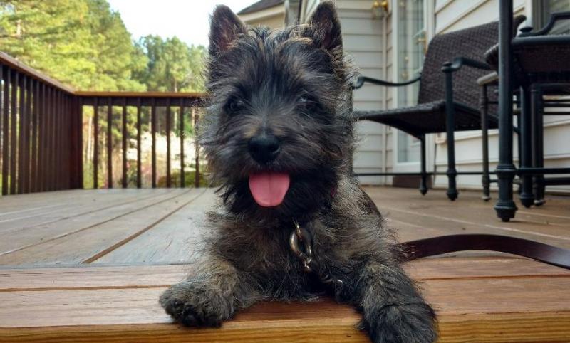 amanda cox black cairn happy on porch