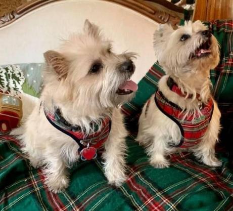 brodie and darci looking dapper in matching plaid harnesses