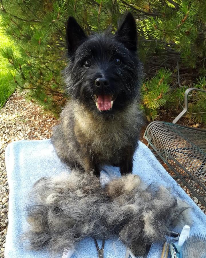 recently groomed cairn terrier posing next to the large pile of fur extracted from its coat