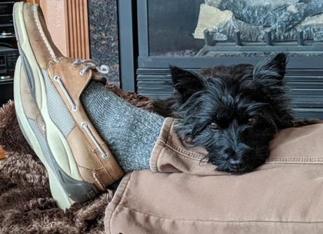 sweet cairn resting her head against dads ankle