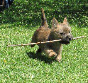 cairn puppy tearing through the yard holding a stick