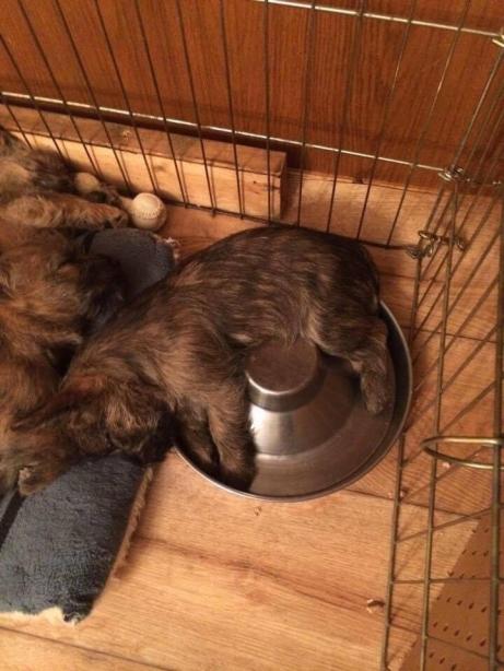 cairn puppy passed out in the food bowl from a full stomach