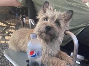 small cairn laying on a tray attached to owners chair
