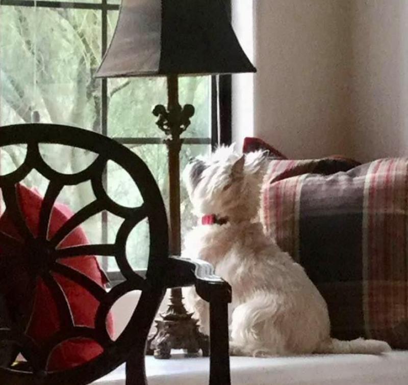 white cairn looking out the window