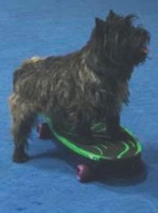dog on a skateboard