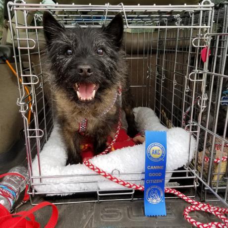 canine good citizen davey