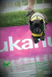black cairn participating in dock diving