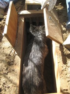 cairn ready for earthdog