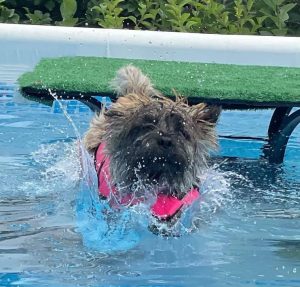 cairn learning how to dock dive