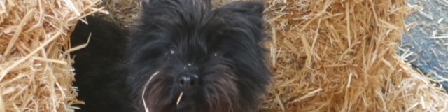 closeup of a black cairn in a pile of hay