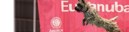 cairn mid jump at a diving competition