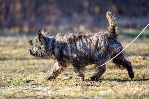 beautiful dark furred terrier getting exercise
