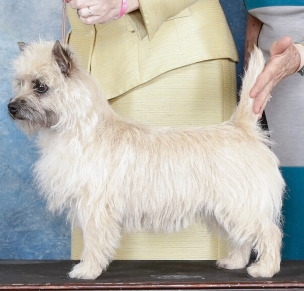 beautiful cairn terrier being judged in a show