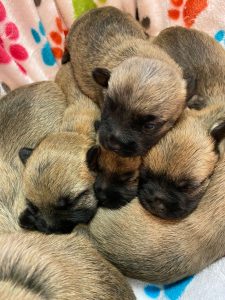 closeup on a bundle of cairn puppies