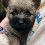 tiny cairn puppy cradled in arms