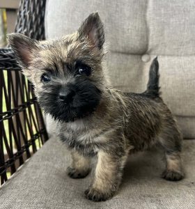 curious cairn puppy