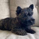 cairn puppy with fluffy black fur