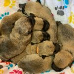basket of newborn cairn puppies