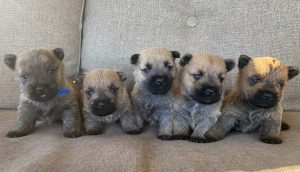 row of baby cairns