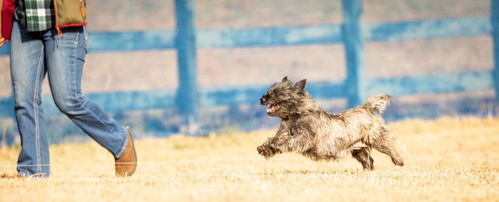 cairn terrier running to catch up to its human