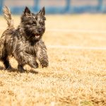 happy cairn terrier bounding through a field
