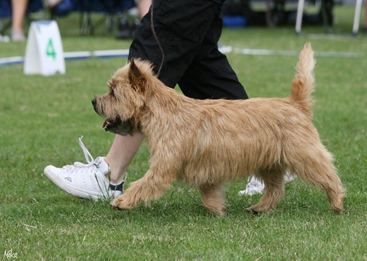 full version of cairn terrier walking in show