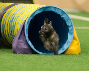 mason the cairn terrier running through a tunnel