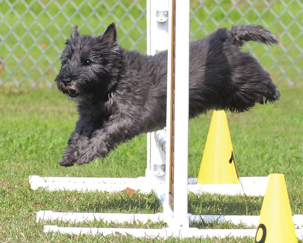 murray the cairn terrier jumping a fence obstable