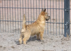 tan cairn on alert by a fence