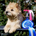 beautiful fluffy cairn terrier posing with awards its won, sassa houlman