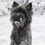 black cairn terrier covered in white snow from playing, sassa houlman