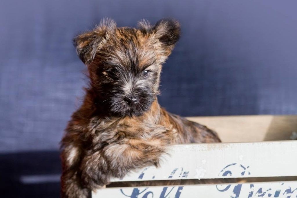 tiny brindle cairn terrier puppy sitting with attitude