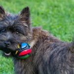 dark cairn terrier playing with colorful toy, sassa houlman