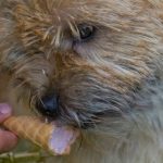 cairn terrier trying some ice cream, sassa houlman