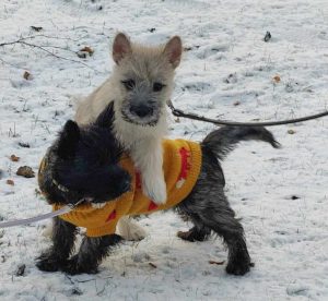 two cairn puppies playing in the snow