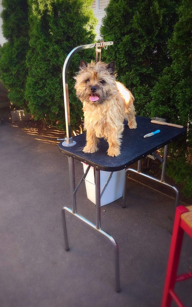 tan cairn terrier outside on a table being groomed