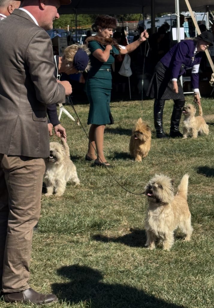 several cairn terriers and their owners outside at a show event