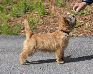 giving a treat to a cairn while walking