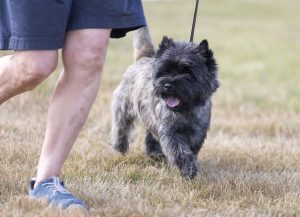 cairn terrier on a walk with owner