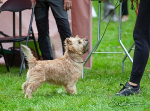 well behaved cairn at a show