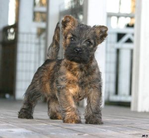 brindle cairn terrier puppy