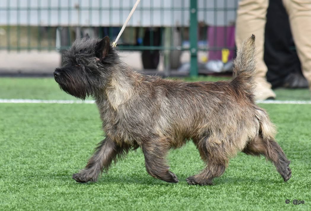 dark brown cairn walking in a show