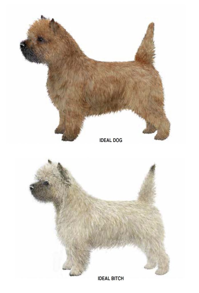 excerpt from the illustrated guide including the ideal dog and bitch