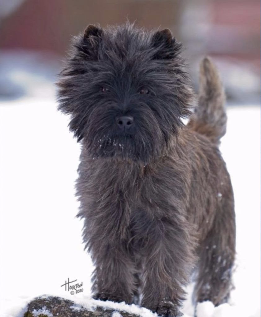 very fluffy and neatly trimmed black cairn terrier in the snow, photograph by horton
