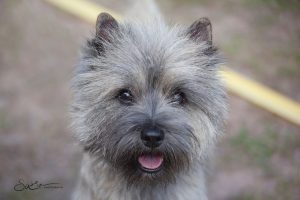 fluffy face of a friendly cairn