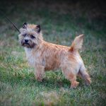 beautiful cairn terrier photographed by joe vernuccio
