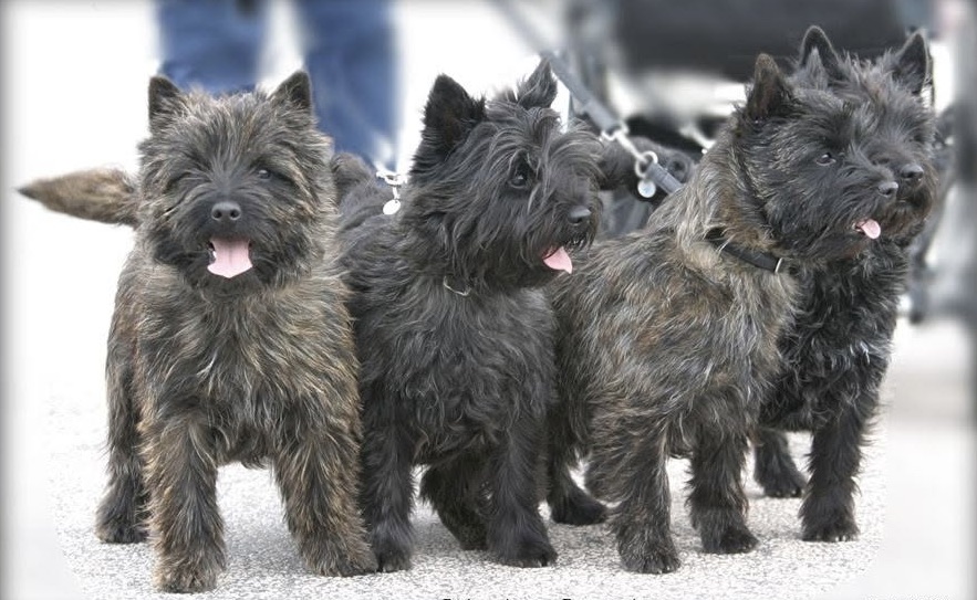 group of at least four cairn terriers all with black coats
