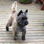 gray cairn happy and enjoying a back porch