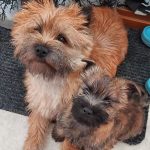 momma and baby cairn looking at the camera, sassa houlman